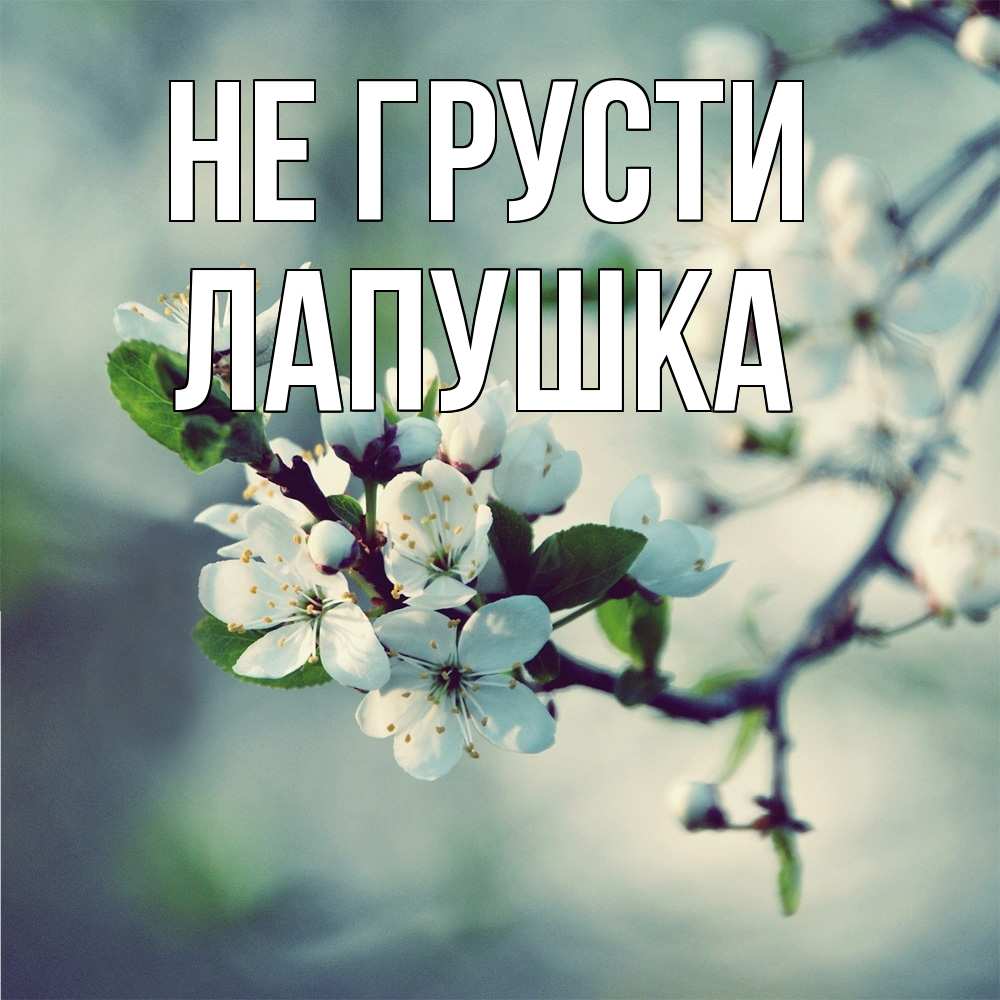 Открытка на каждый день с именем, лапушка Не грусти яблоня в цвету 1 Прикольная открытка с пожеланием онлайн скачать бесплатно 