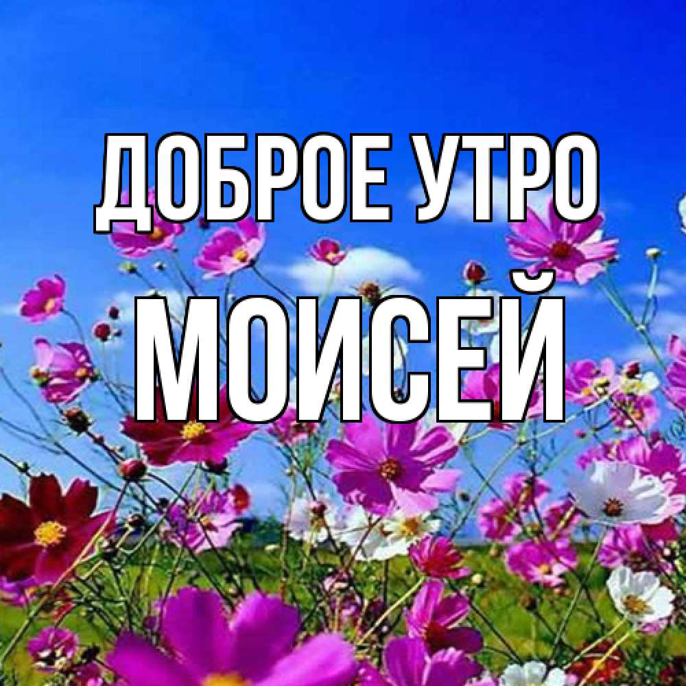 Открытка на каждый день с именем, Моисей Доброе утро сиреневые цветы Прикольная открытка с пожеланием онлайн скачать бесплатно 