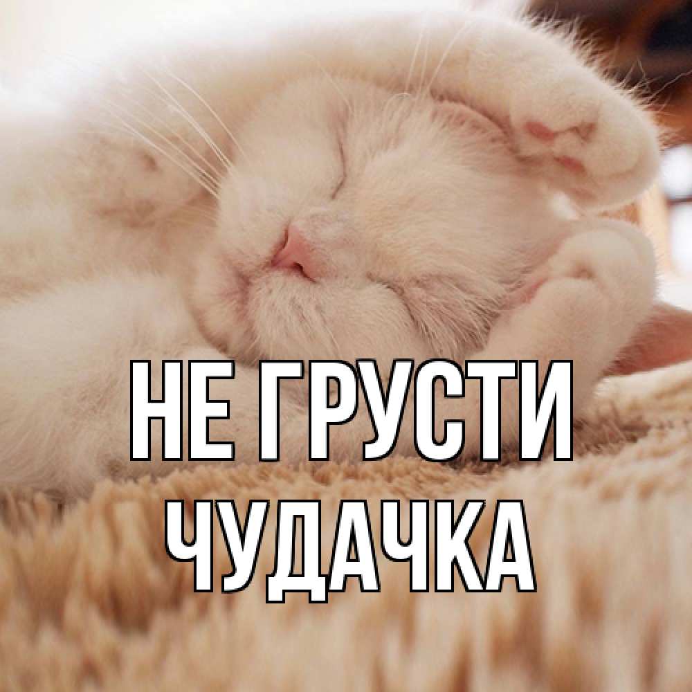 Открытка на каждый день с именем, Чудачка Не грусти белый кот Прикольная открытка с пожеланием онлайн скачать бесплатно 
