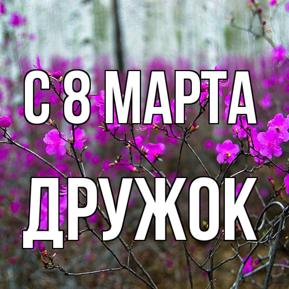 Открытка на каждый день с именем, Дружок C 8 МАРТА дикие цветы Прикольная открытка с пожеланием онлайн скачать бесплатно 