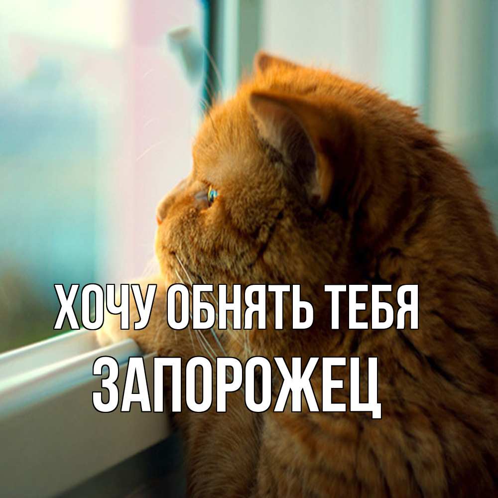 Открытка на каждый день с именем, Запорожец Хочу обнять тебя большой огромный рыжий котяра Прикольная открытка с пожеланием онлайн скачать бесплатно 
