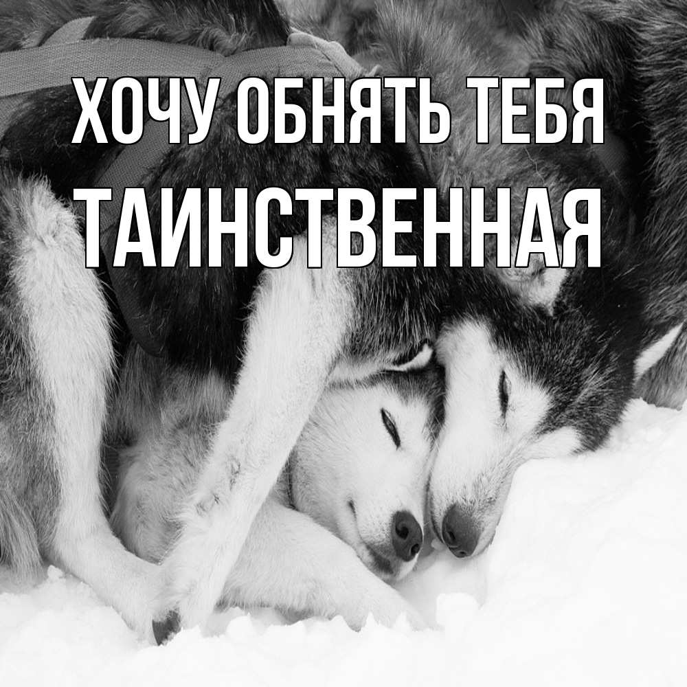 Открытка на каждый день с именем, таинственная Хочу обнять тебя собачки в упряжке Прикольная открытка с пожеланием онлайн скачать бесплатно 
