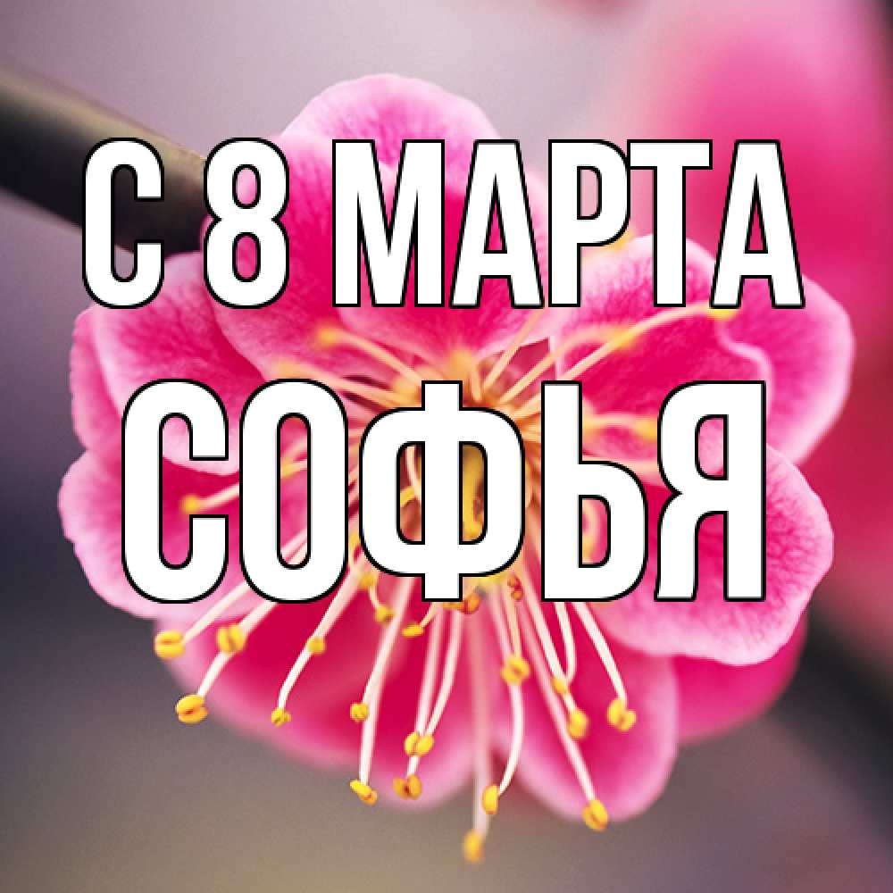 Открытка на каждый день с именем, Софья C 8 МАРТА цветы Прикольная открытка с пожеланием онлайн скачать бесплатно 