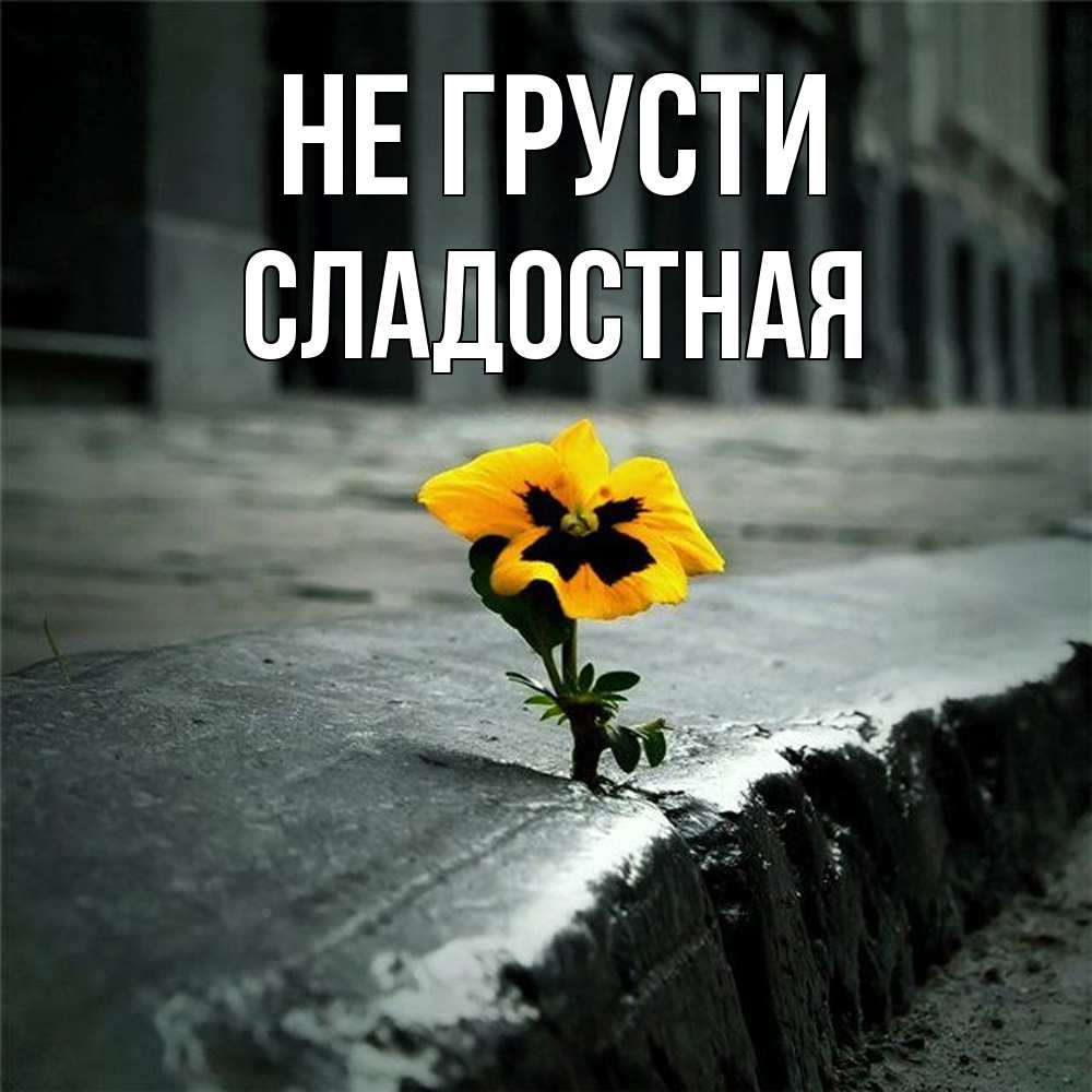 Открытка на каждый день с именем, Сладостная Не грусти не сдавайся Прикольная открытка с пожеланием онлайн скачать бесплатно 