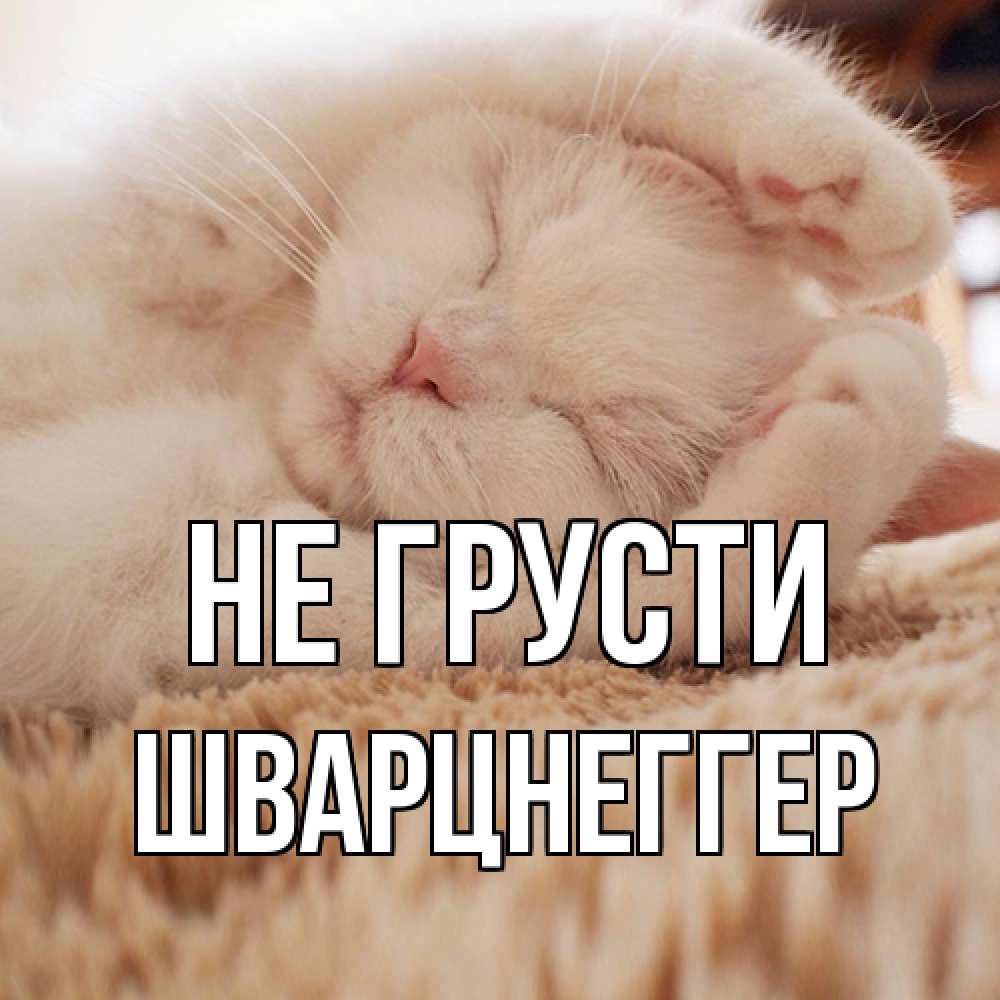 Открытка на каждый день с именем, Шварцнеггер Не грусти белый кот Прикольная открытка с пожеланием онлайн скачать бесплатно 