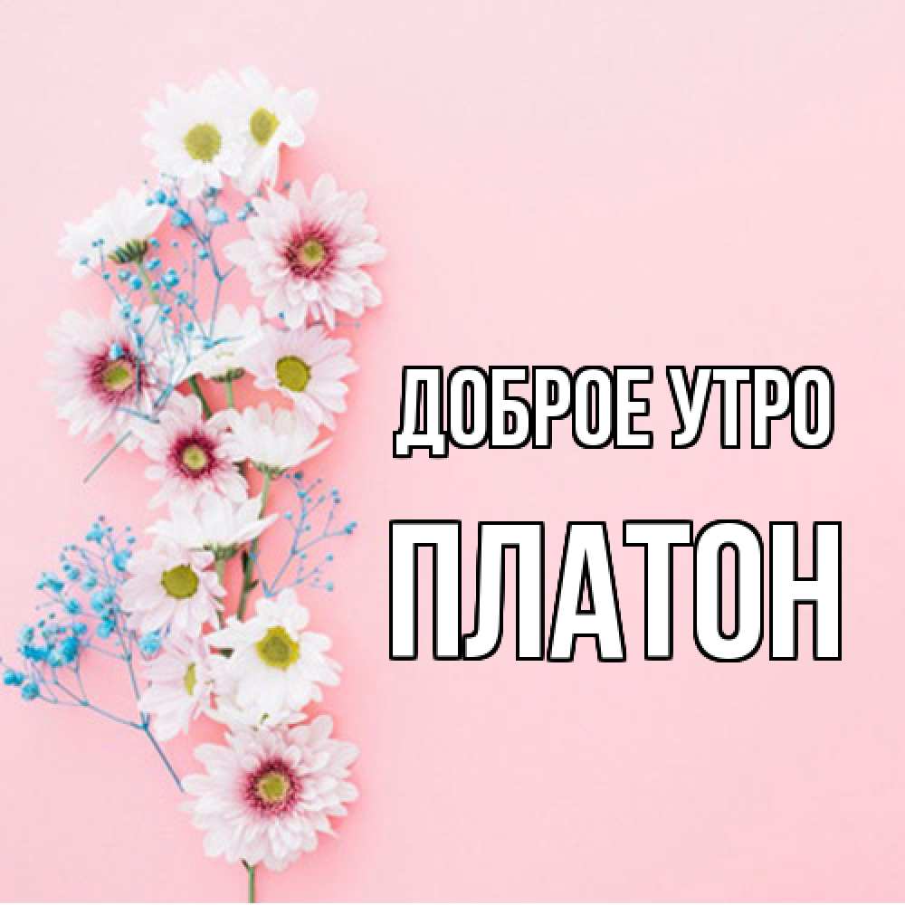 Открытка на каждый день с именем, Платон Доброе утро цветы с подписью Прикольная открытка с пожеланием онлайн скачать бесплатно 