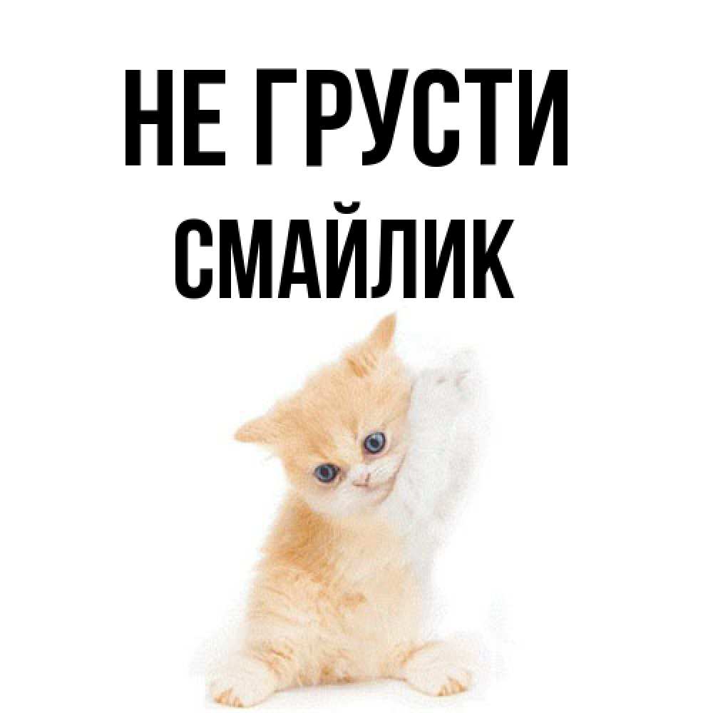 Открытка на каждый день с именем, Смайлик Не грусти просящий кот Прикольная открытка с пожеланием онлайн скачать бесплатно 