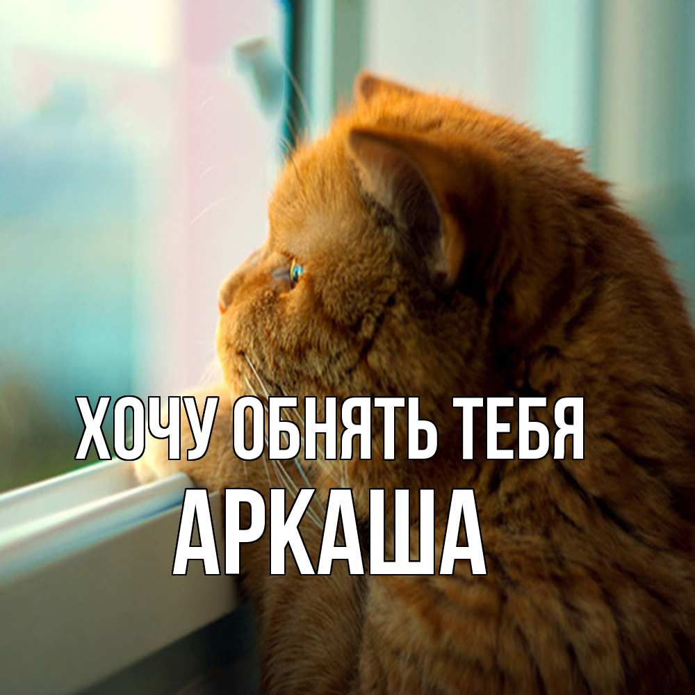 Открытка на каждый день с именем, Аркаша Хочу обнять тебя большой огромный рыжий котяра Прикольная открытка с пожеланием онлайн скачать бесплатно 