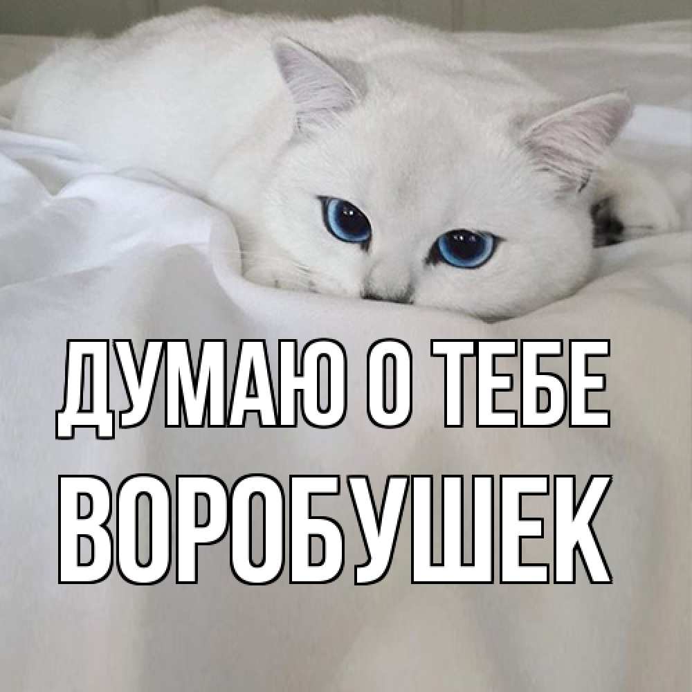 Открытка на каждый день с именем, Воробушек Думаю о тебе я очень по тебе скучаю и тоскую Прикольная открытка с пожеланием онлайн скачать бесплатно 