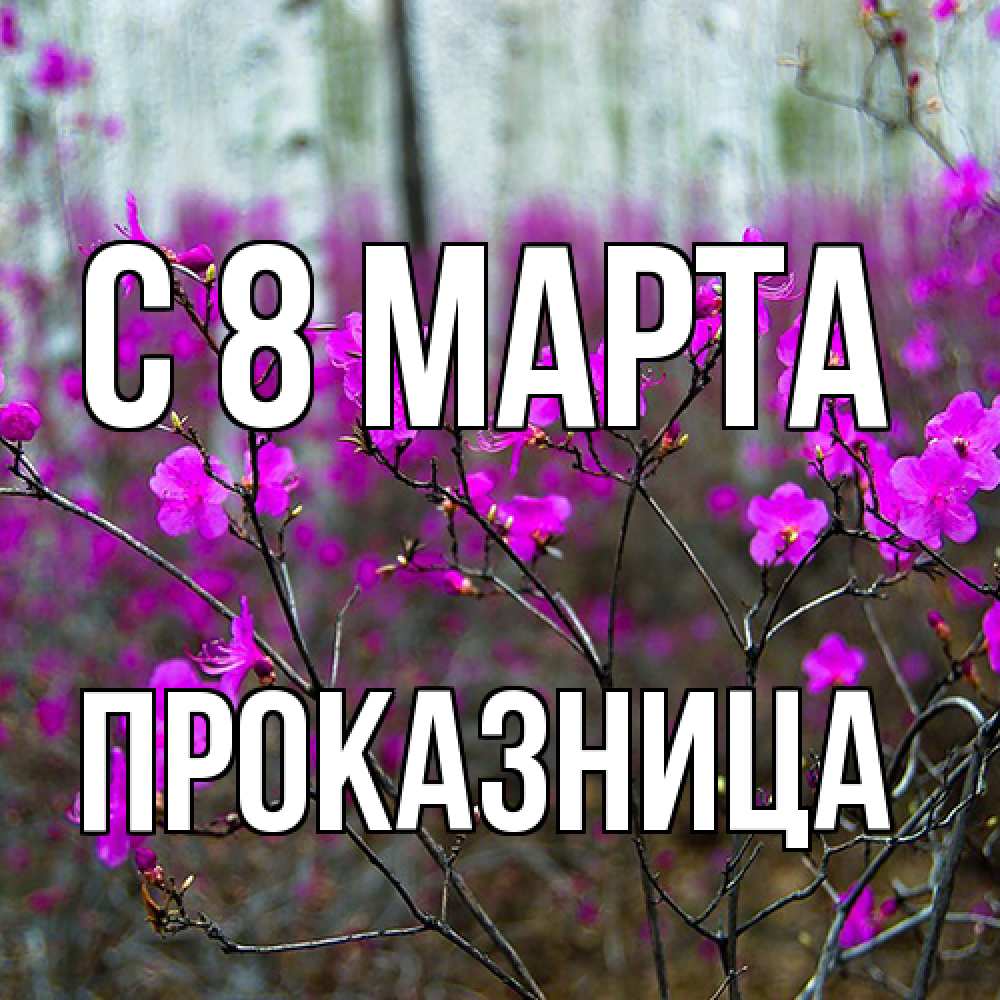 Открытка на каждый день с именем, Проказница C 8 МАРТА дикие цветы Прикольная открытка с пожеланием онлайн скачать бесплатно 