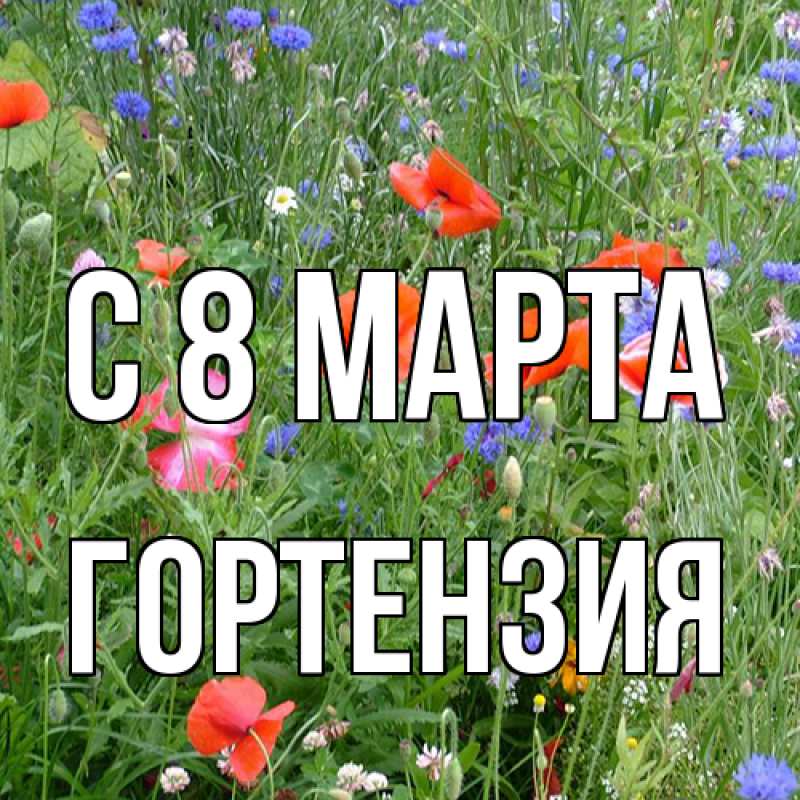 Картинка C 8 МАРТА, Гортензия
