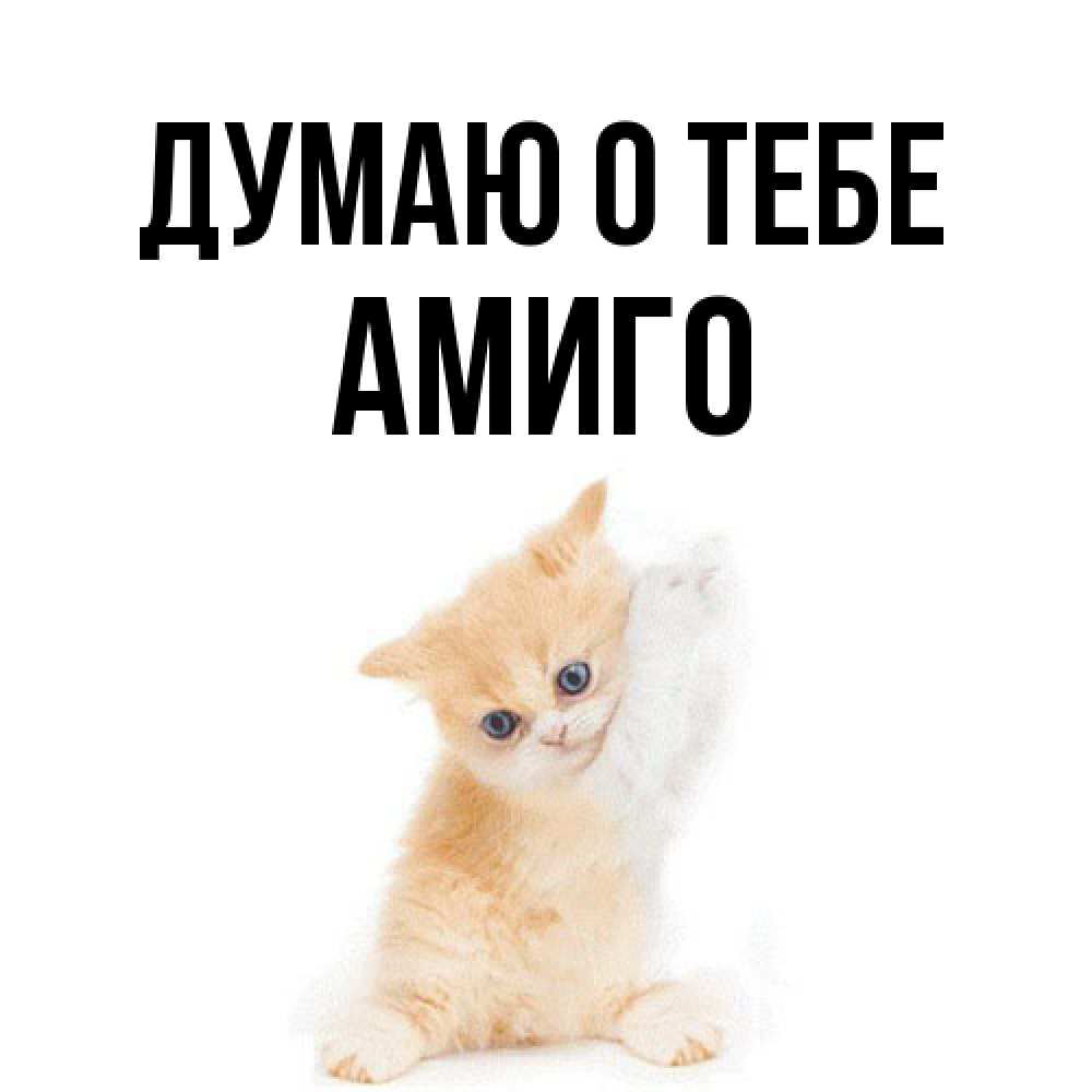 Открытка на каждый день с именем, Амиго Думаю о тебе зверушки и милота Прикольная открытка с пожеланием онлайн скачать бесплатно 