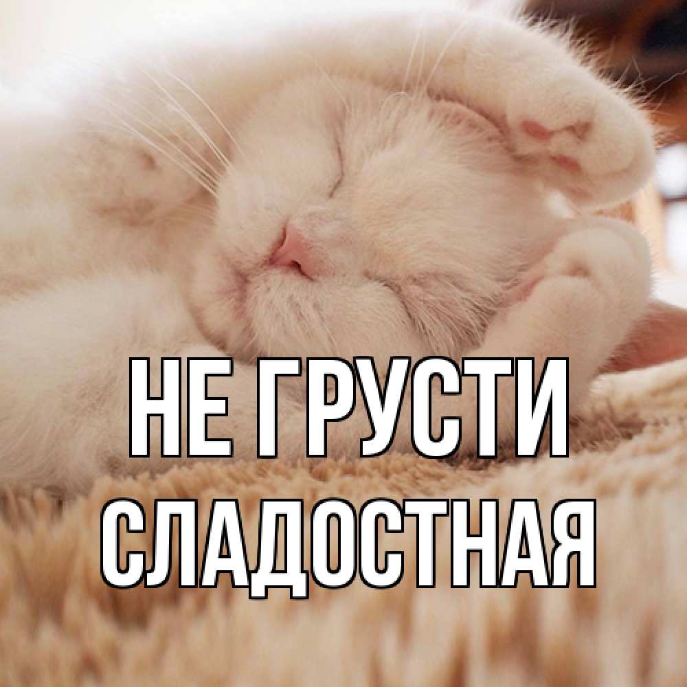 Открытка на каждый день с именем, Сладостная Не грусти белый кот Прикольная открытка с пожеланием онлайн скачать бесплатно 