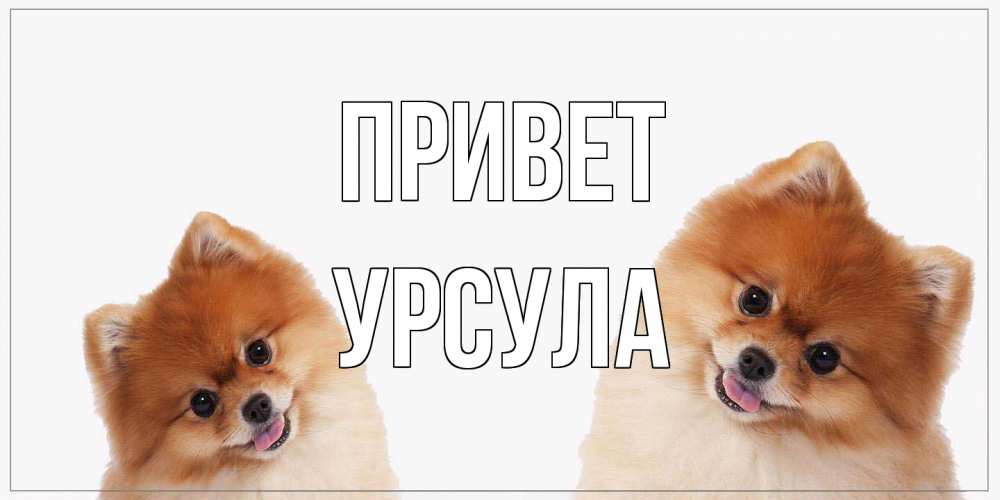 Открытка на каждый день с именем, Урсула Привет привет Прикольная открытка с пожеланием онлайн скачать бесплатно 