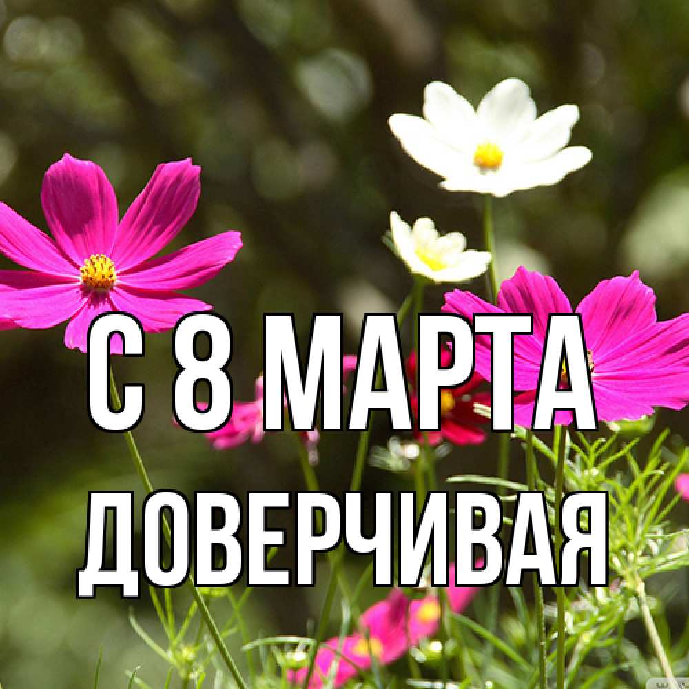 Открытка на каждый день с именем, Доверчивая C 8 МАРТА цветы Прикольная открытка с пожеланием онлайн скачать бесплатно 