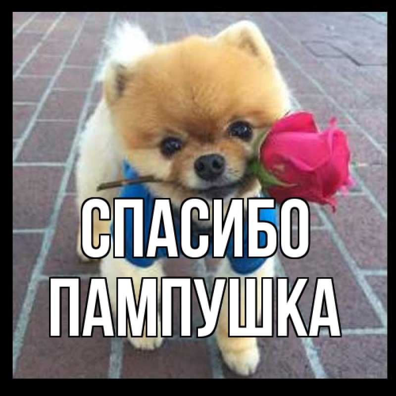 Открытка с именем, Пампушка, Спасибо