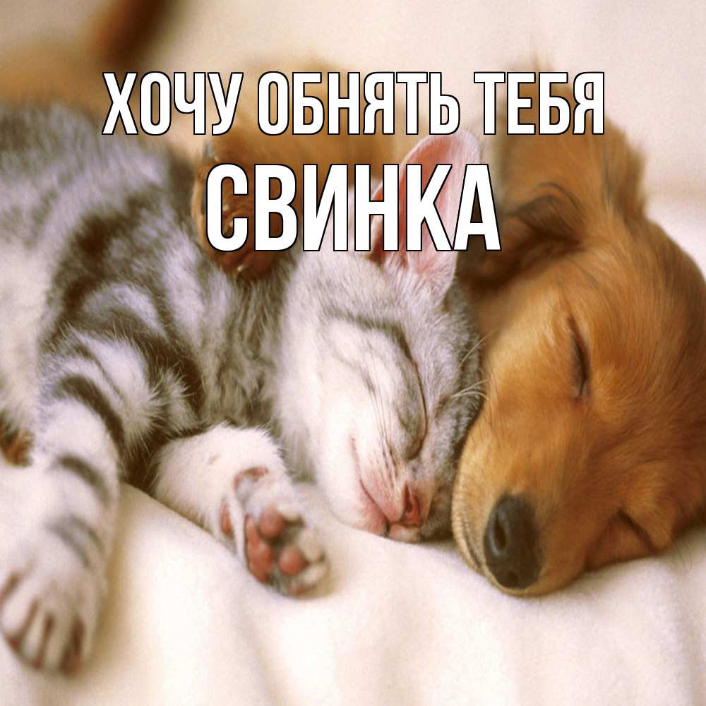 Открытка на каждый день с именем, Свинка Хочу обнять тебя пес и котенок Прикольная открытка с пожеланием онлайн скачать бесплатно 