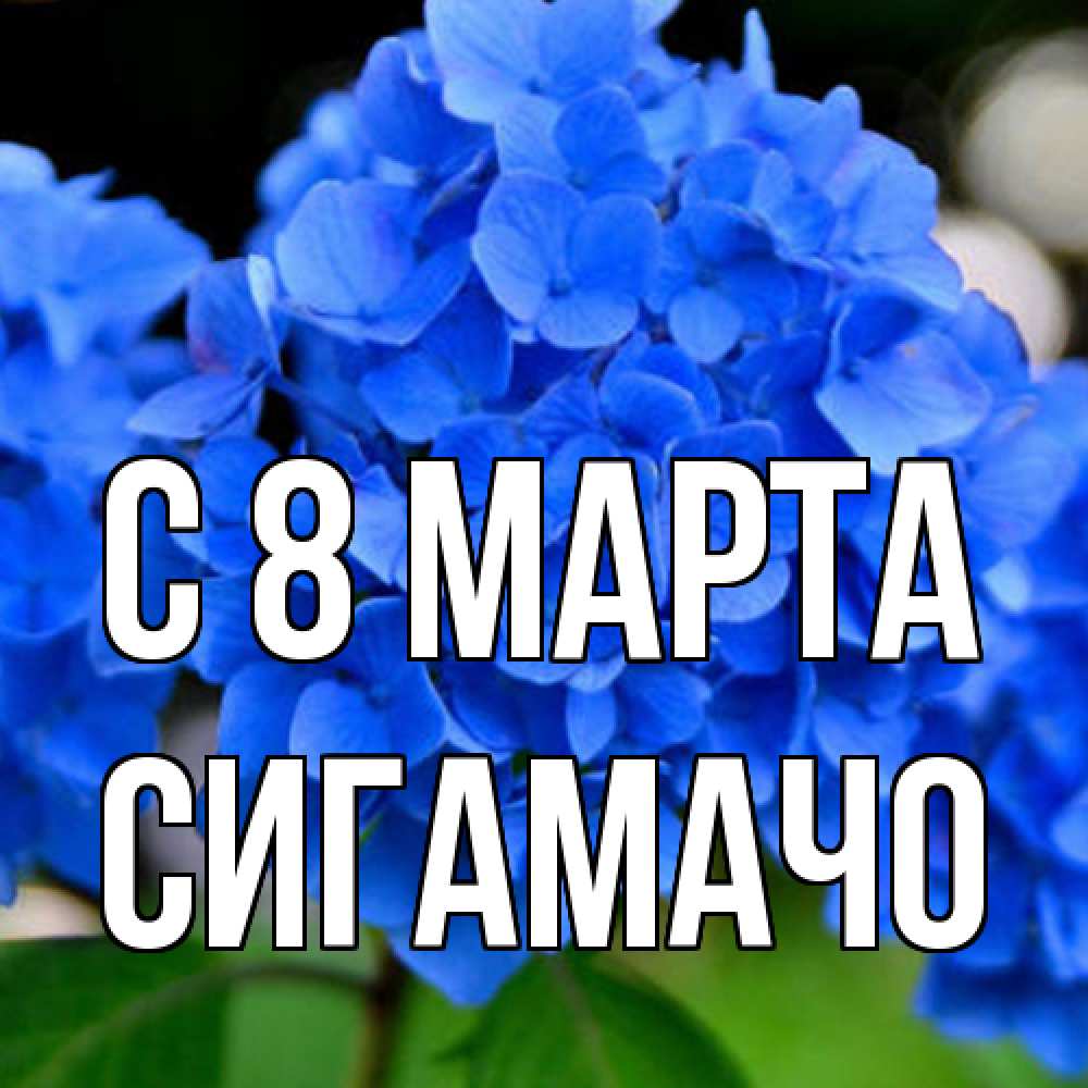 Открытка на каждый день с именем, Сигамачо C 8 МАРТА синие цветы Прикольная открытка с пожеланием онлайн скачать бесплатно 