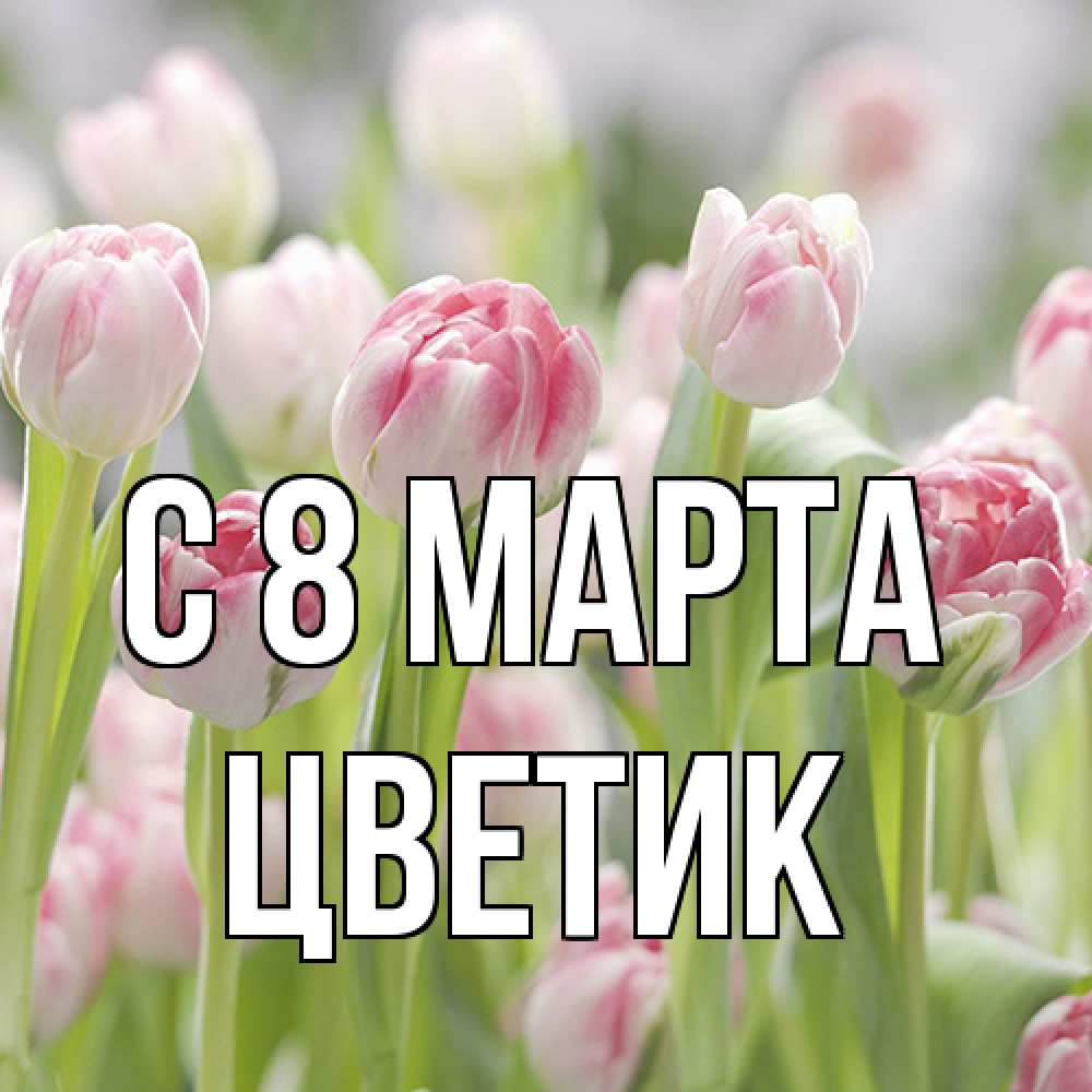 Открытка на каждый день с именем, цветик C 8 МАРТА цветы Прикольная открытка с пожеланием онлайн скачать бесплатно 