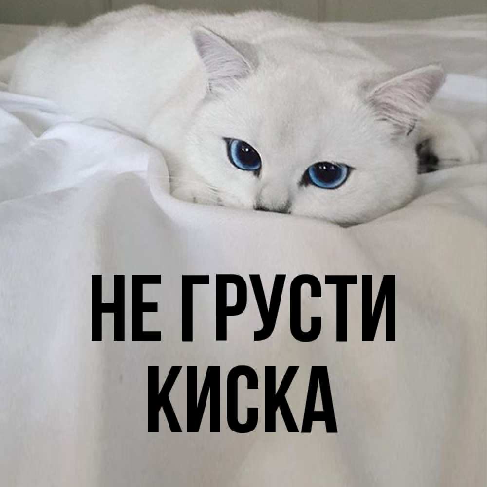 Открытка на каждый день с именем, Киска Не грусти Голубоглазая кошка Прикольная открытка с пожеланием онлайн скачать бесплатно 