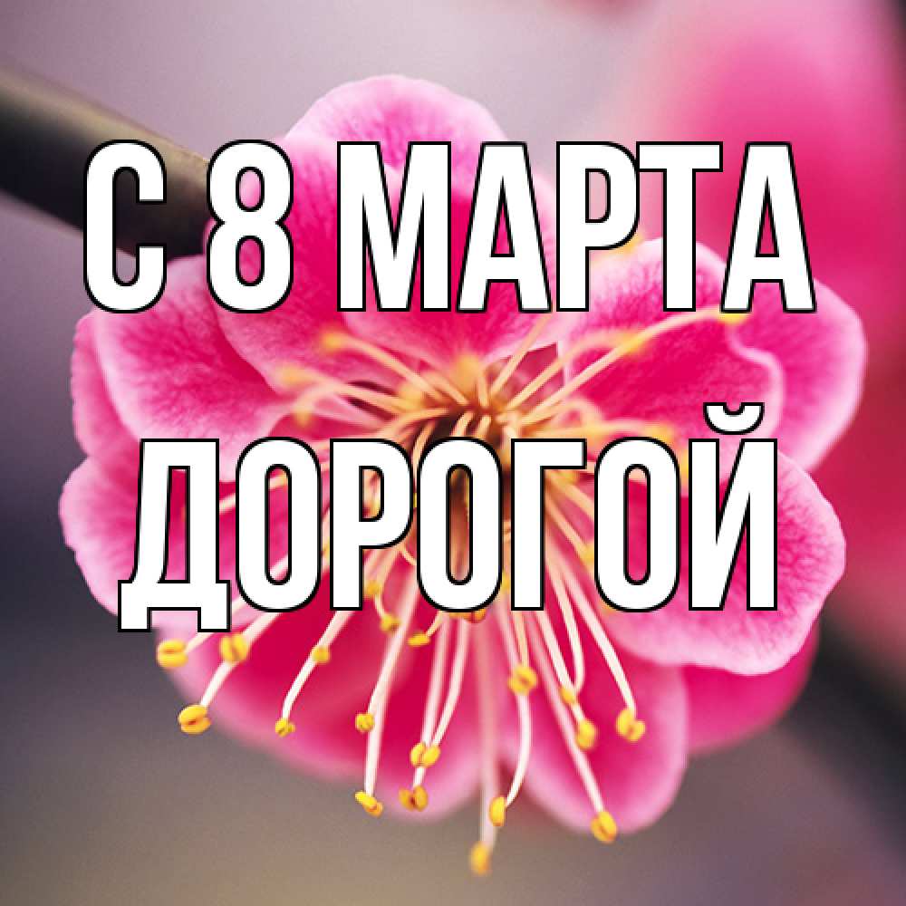 Открытка на каждый день с именем, Дорогой C 8 МАРТА цветы Прикольная открытка с пожеланием онлайн скачать бесплатно 