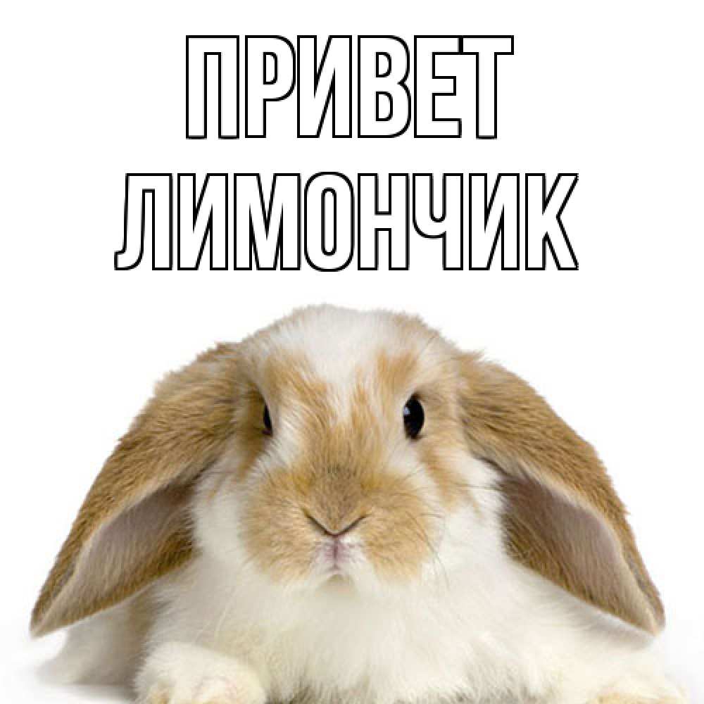 Открытка на каждый день с именем, лимончик Привет с животными Прикольная открытка с пожеланием онлайн скачать бесплатно 