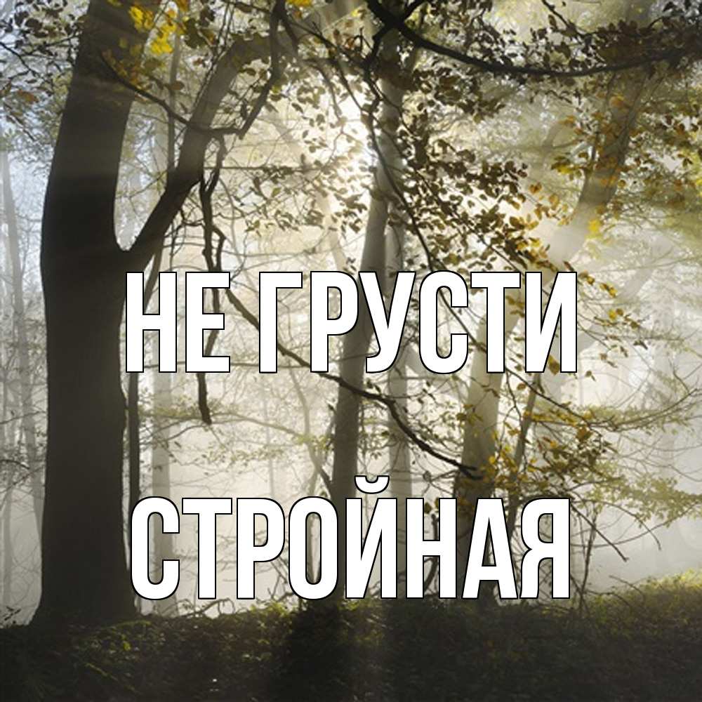 Открытка на каждый день с именем, Стpойная Не грусти лес и свет Прикольная открытка с пожеланием онлайн скачать бесплатно 