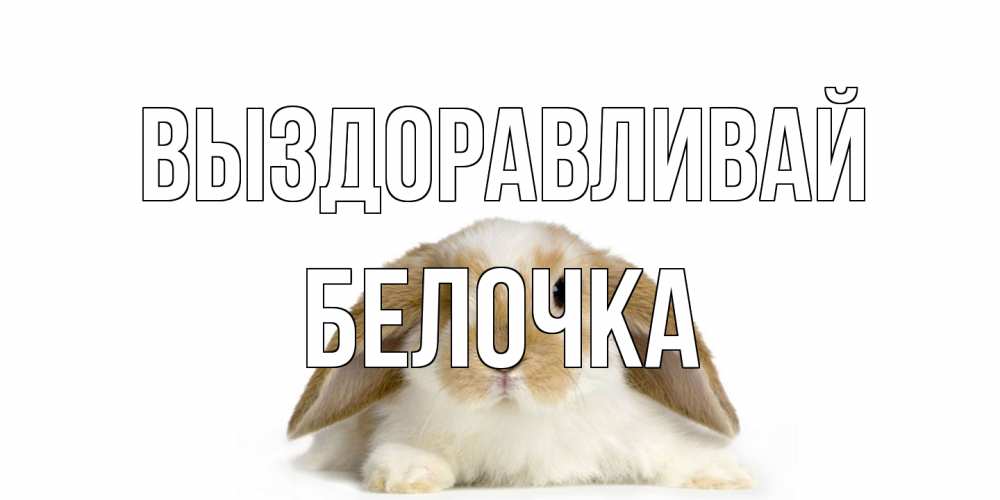 Открытка на каждый день с именем, Белочка Выздоравливай вислоухий кролик белого и коричневого цвета Прикольная открытка с пожеланием онлайн скачать бесплатно 