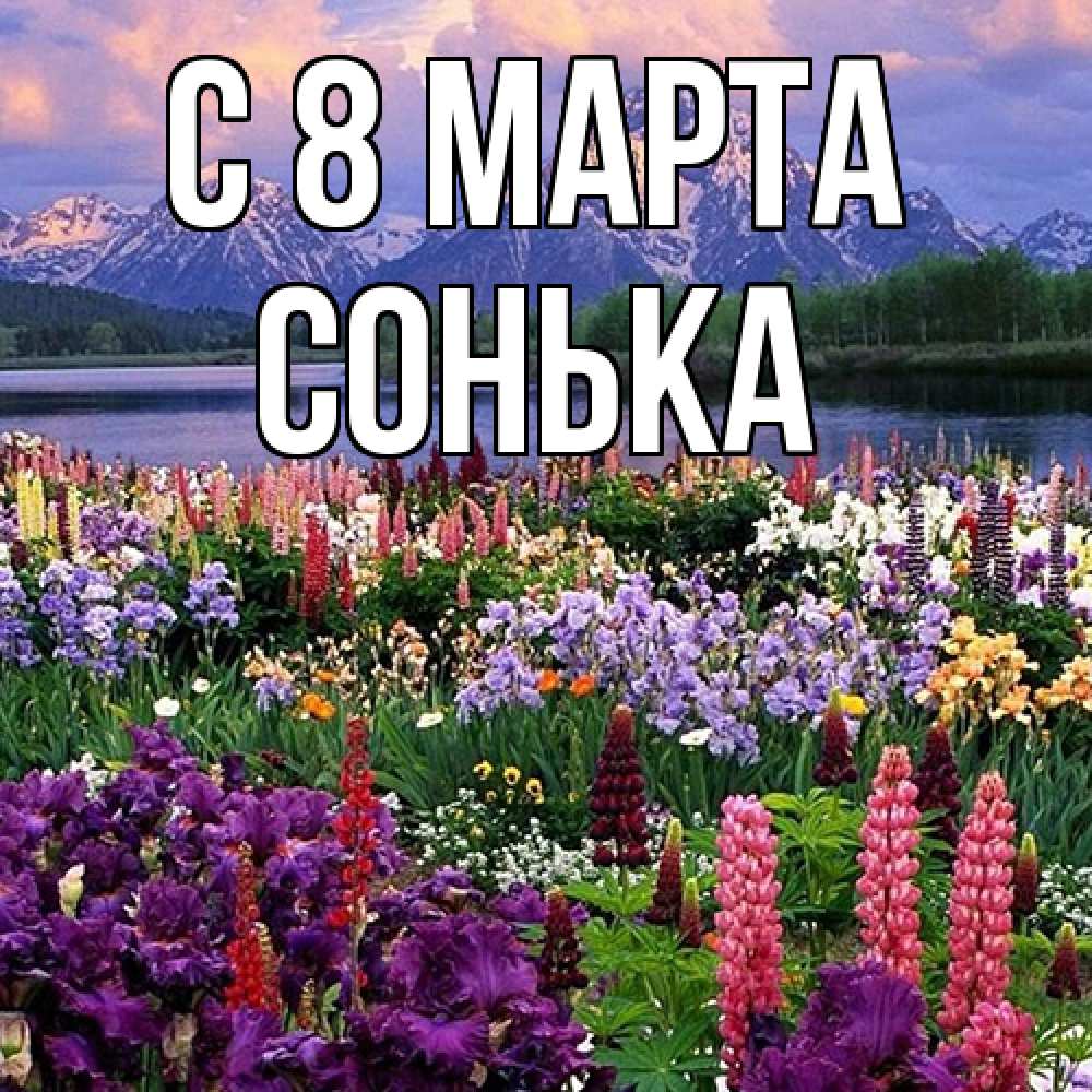 Открытка на каждый день с именем, Сонька C 8 МАРТА международный женский день Прикольная открытка с пожеланием онлайн скачать бесплатно 