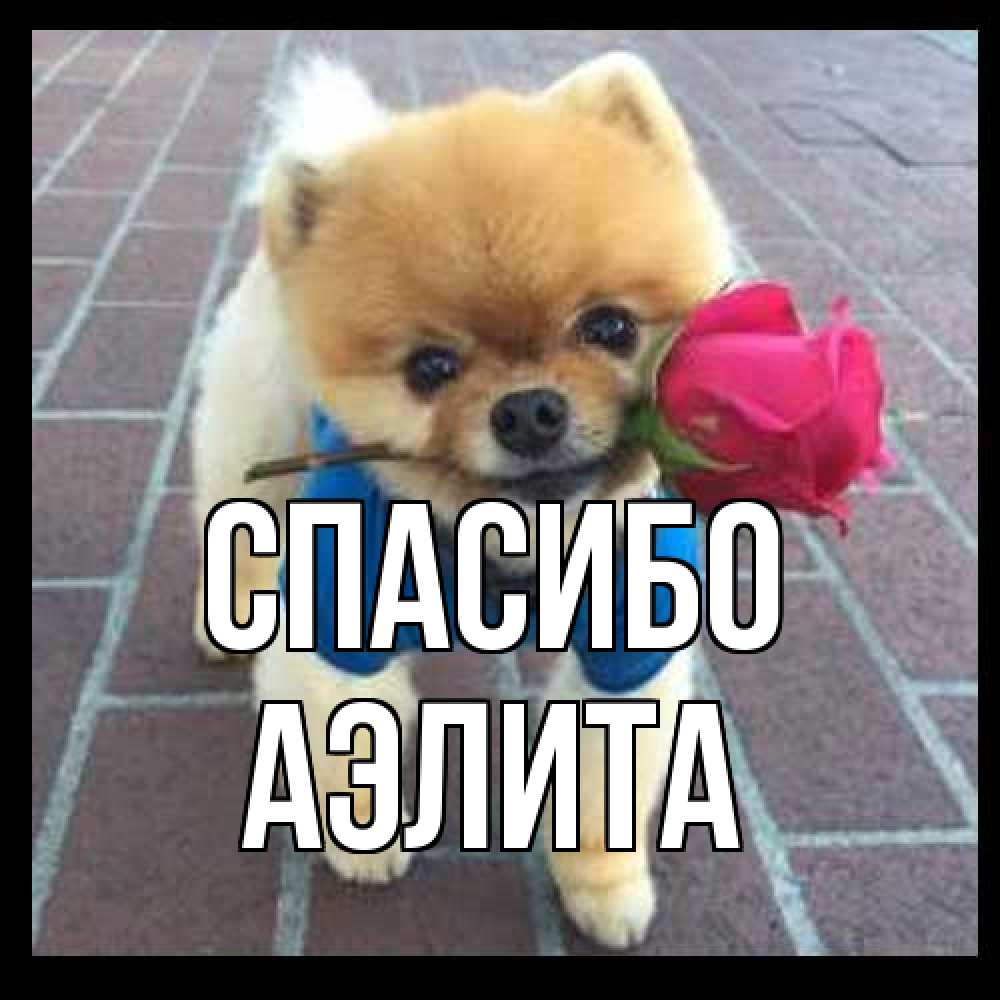 Открытка на каждый день с именем, Аэлита Спасибо спасибо и дарю тебе цветок Прикольная открытка с пожеланием онлайн скачать бесплатно 