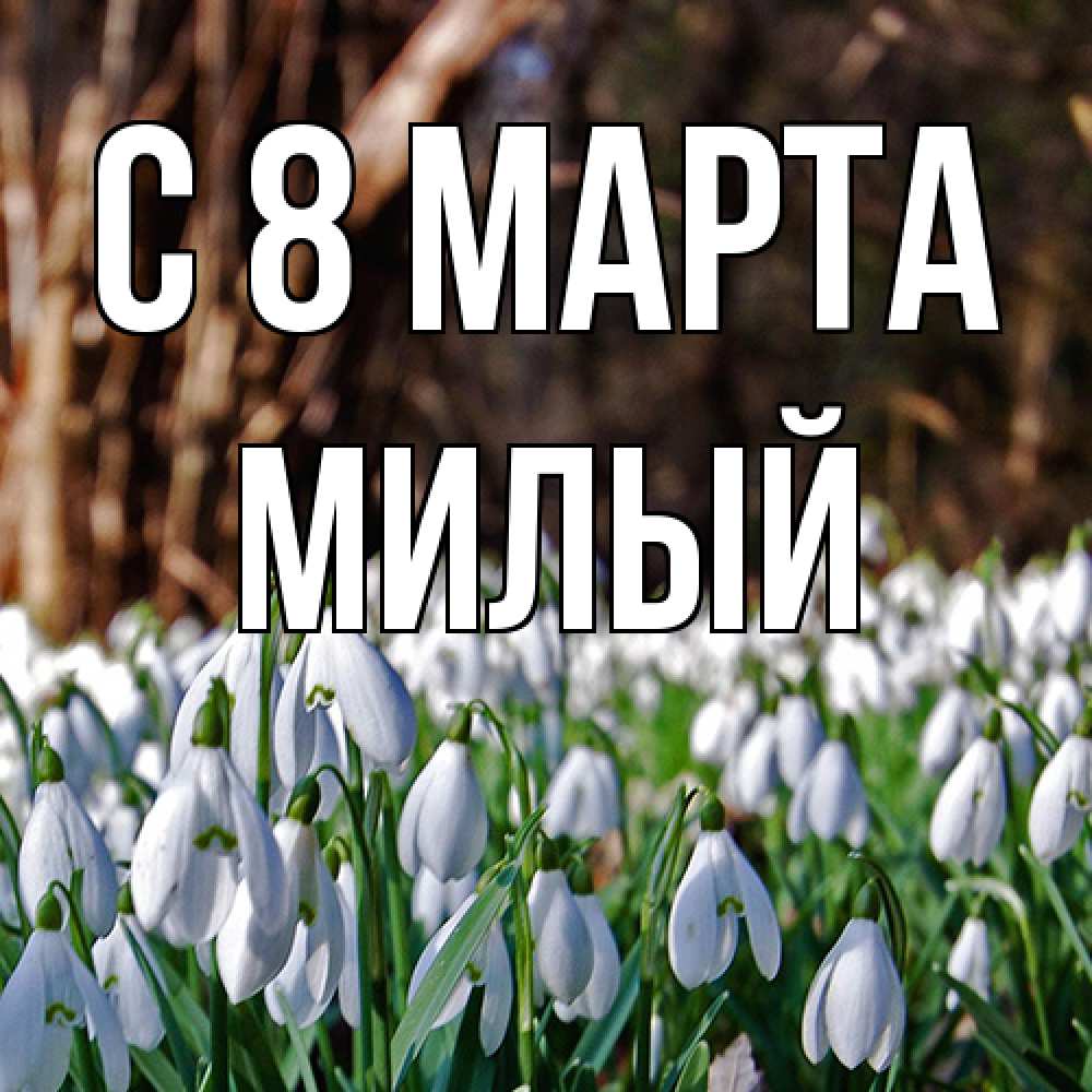 Открытка на каждый день с именем, Милый C 8 МАРТА с подснежниками 1 Прикольная открытка с пожеланием онлайн скачать бесплатно 