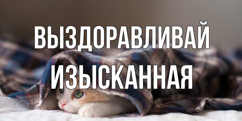 Открытка на каждый день с именем, изысканная Выздоравливай не болейте с котиком Прикольная открытка с пожеланием онлайн скачать бесплатно 