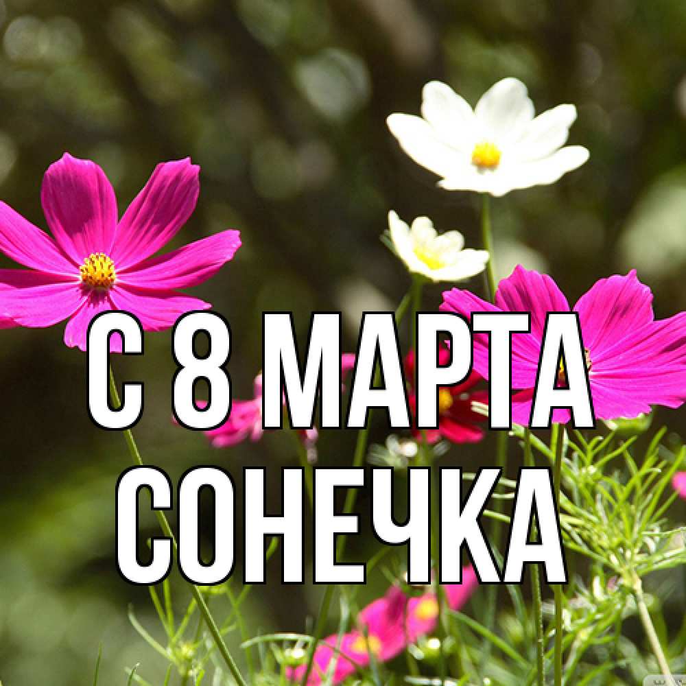 Открытка на каждый день с именем, Сонечка C 8 МАРТА цветы Прикольная открытка с пожеланием онлайн скачать бесплатно 