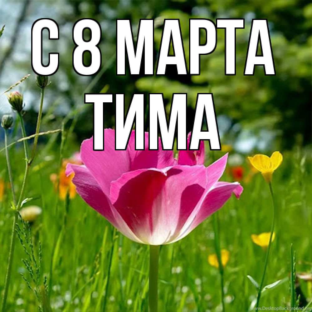Открытка на каждый день с именем, Тима C 8 МАРТА полевые цветы Прикольная открытка с пожеланием онлайн скачать бесплатно 