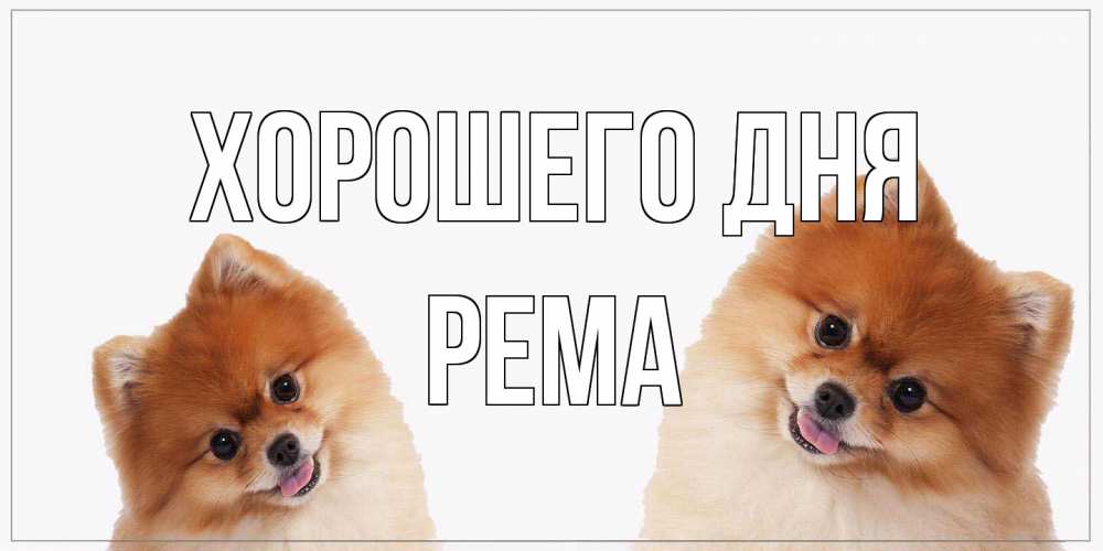 Открытка на каждый день с именем, Рема Хорошего дня собачки желают прекрасного дня Прикольная открытка с пожеланием онлайн скачать бесплатно 