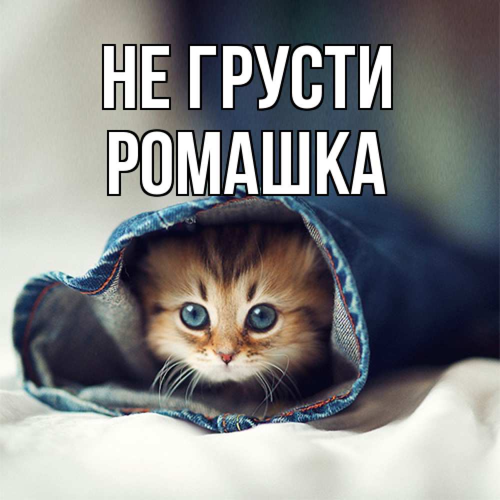 Открытка на каждый день с именем, Ромашка Не грусти кот в одежде Прикольная открытка с пожеланием онлайн скачать бесплатно 