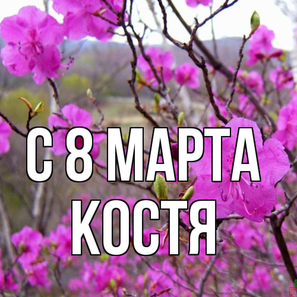 Открытка на каждый день с именем, Костя C 8 МАРТА международный женский день Прикольная открытка с пожеланием онлайн скачать бесплатно 