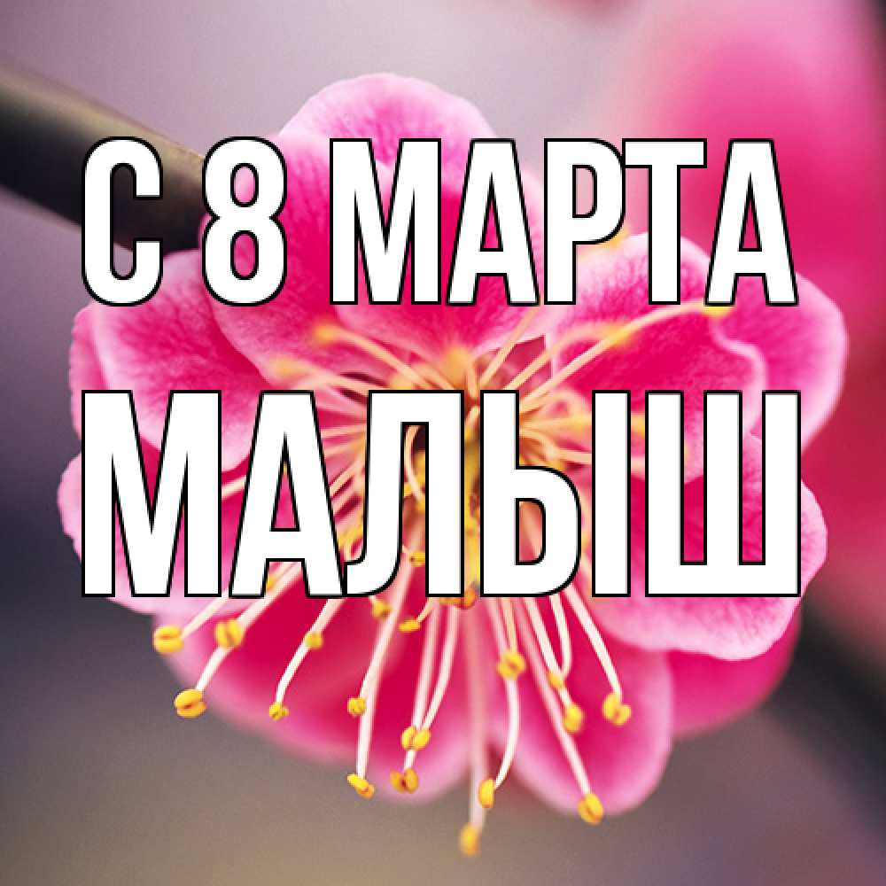 Открытка на каждый день с именем, Малыш C 8 МАРТА цветы Прикольная открытка с пожеланием онлайн скачать бесплатно 