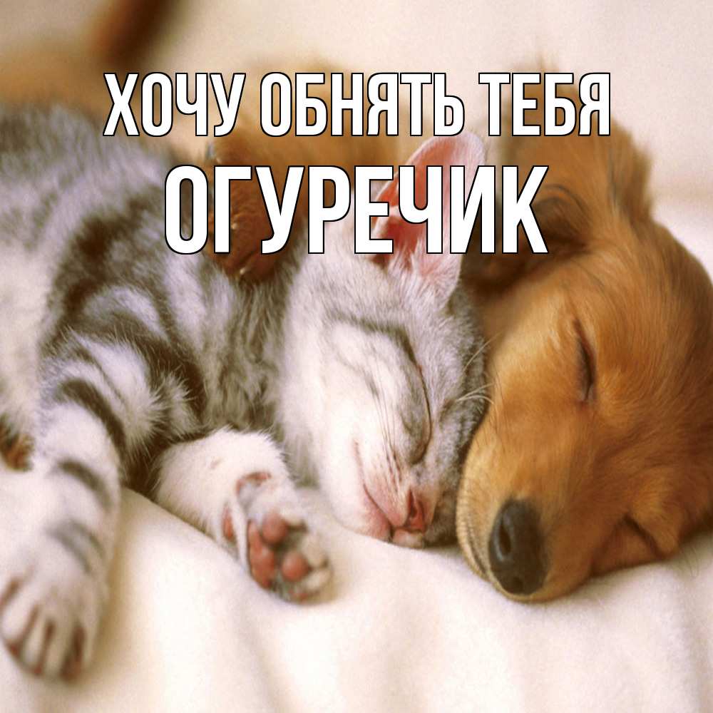 Открытка на каждый день с именем, Огуречик Хочу обнять тебя пес и котенок Прикольная открытка с пожеланием онлайн скачать бесплатно 