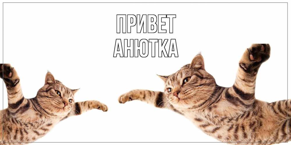 Открытка на каждый день с именем, Анютка Привет кот Прикольная открытка с пожеланием онлайн скачать бесплатно 