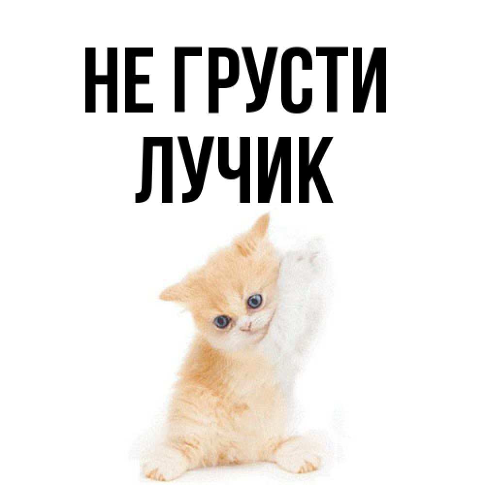 Открытка на каждый день с именем, Лучик Не грусти просящий кот Прикольная открытка с пожеланием онлайн скачать бесплатно 
