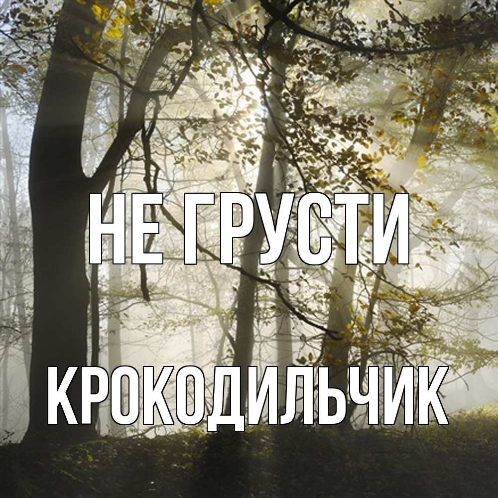 Открытка на каждый день с именем, Крокодильчик Не грусти лес и свет Прикольная открытка с пожеланием онлайн скачать бесплатно 