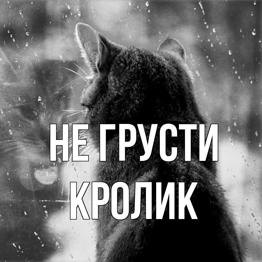 Открытка на каждый день с именем, кролик Не грусти отражение кота 1 Прикольная открытка с пожеланием онлайн скачать бесплатно 