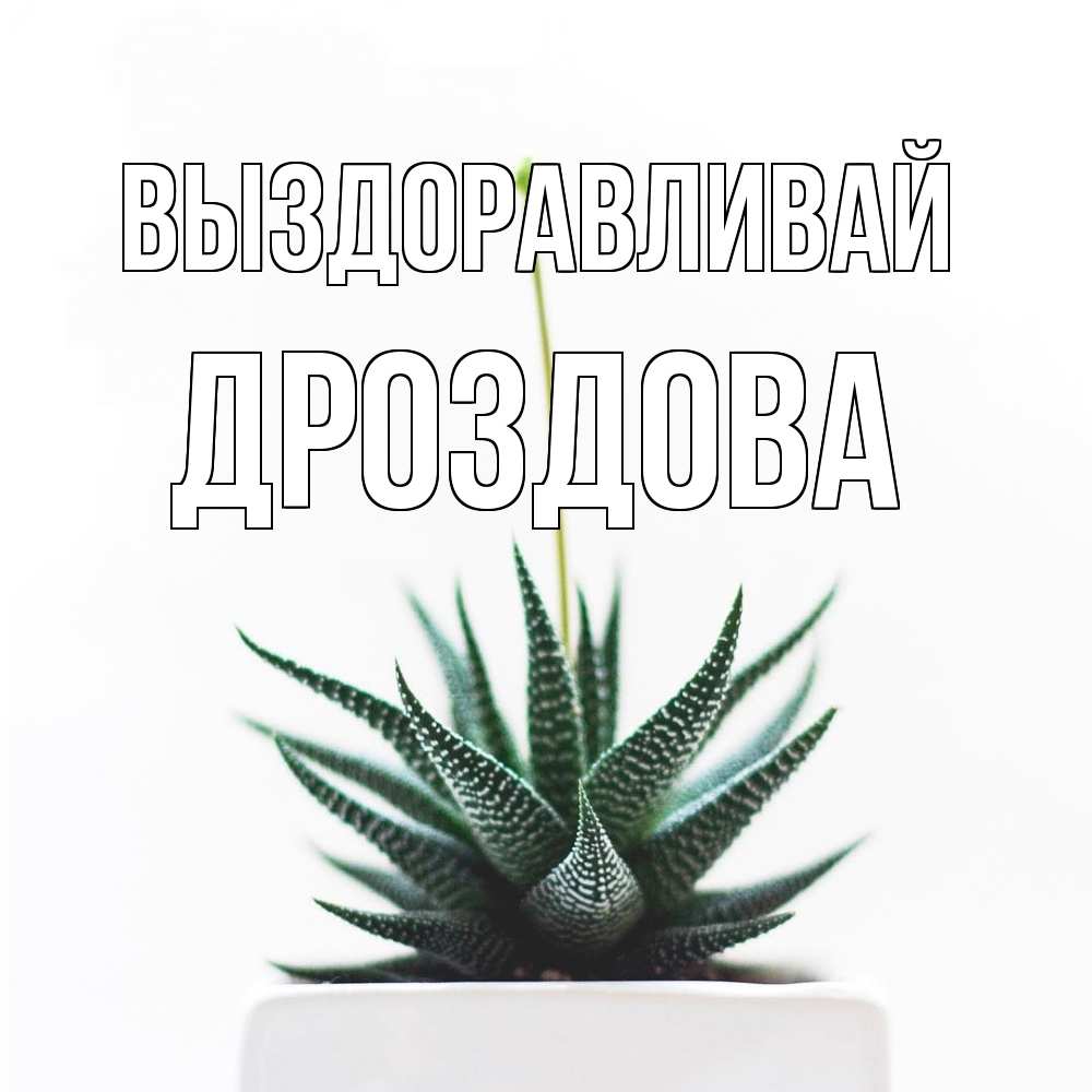 Открытка на каждый день с именем, Дроздова Выздоравливай короче это непонятная колючка Прикольная открытка с пожеланием онлайн скачать бесплатно 