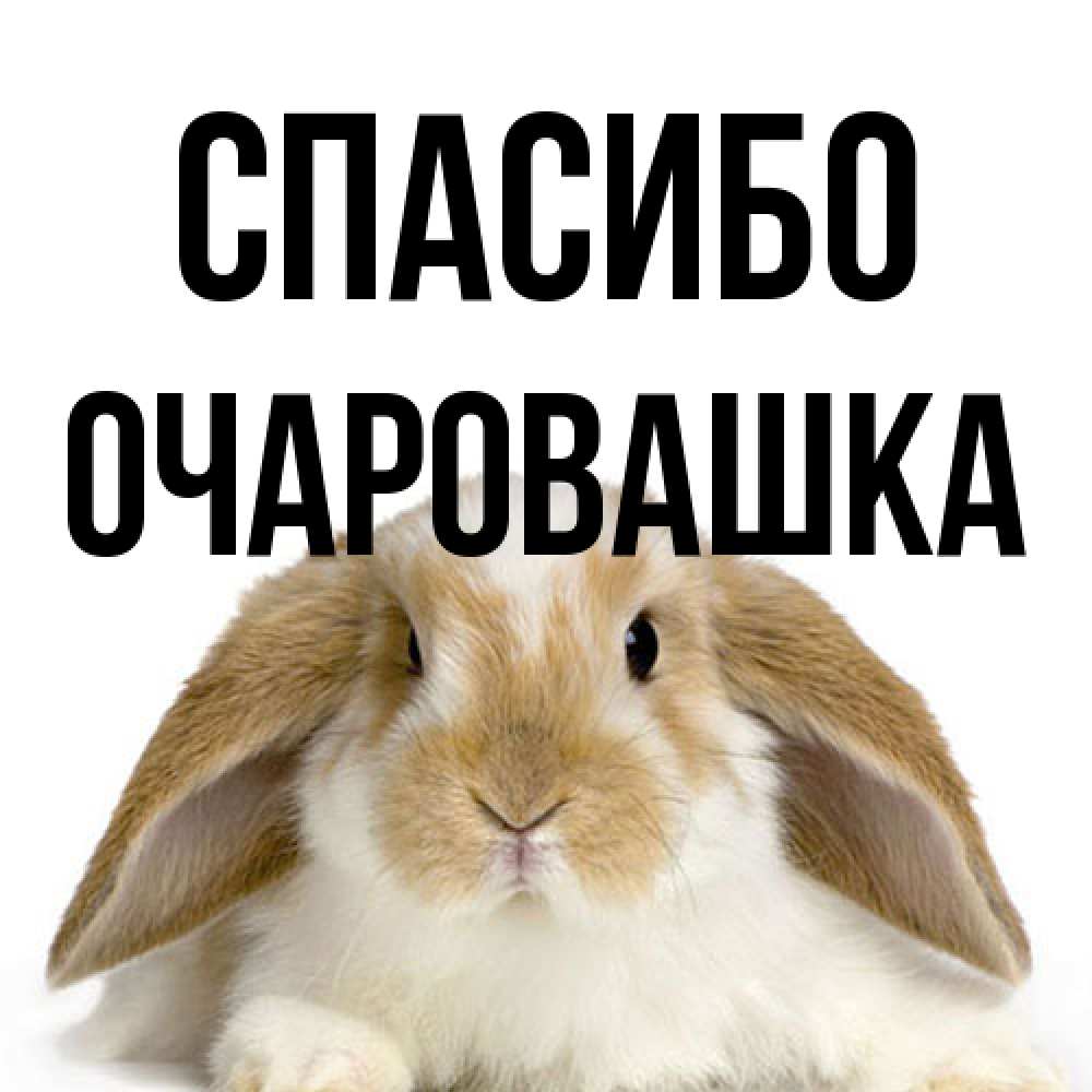 Открытка на каждый день с именем, Очаpовашка Спасибо коричнево белый заяц Прикольная открытка с пожеланием онлайн скачать бесплатно 