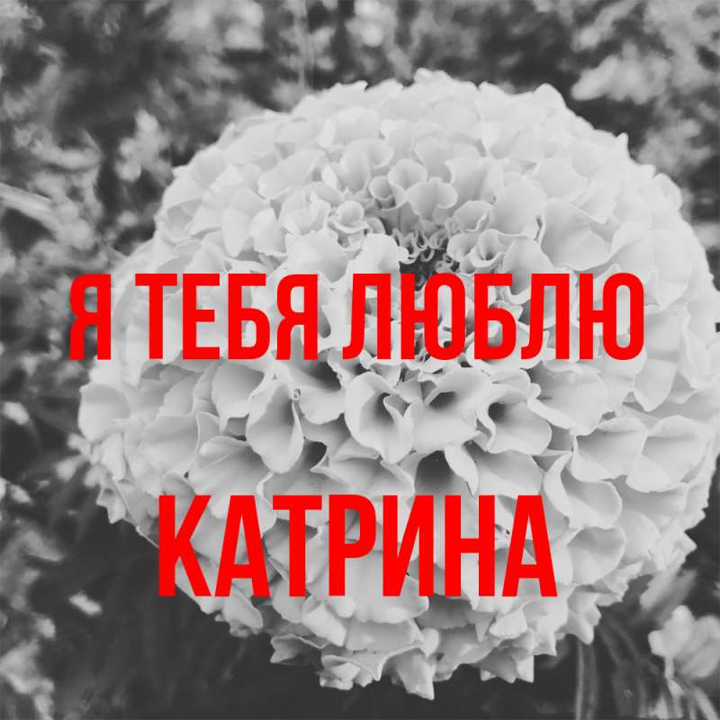 Картинка Я тебя люблю, Катрина