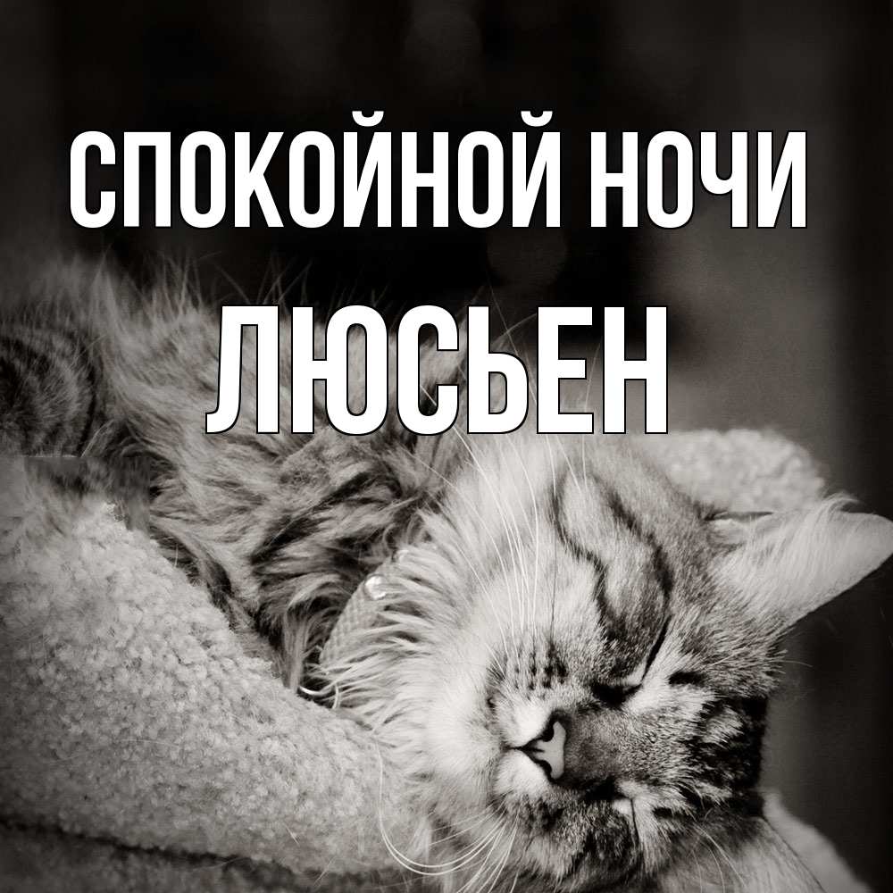 Открытка на каждый день с именем, Люсьен Спокойной ночи котярик пушистый Прикольная открытка с пожеланием онлайн скачать бесплатно 