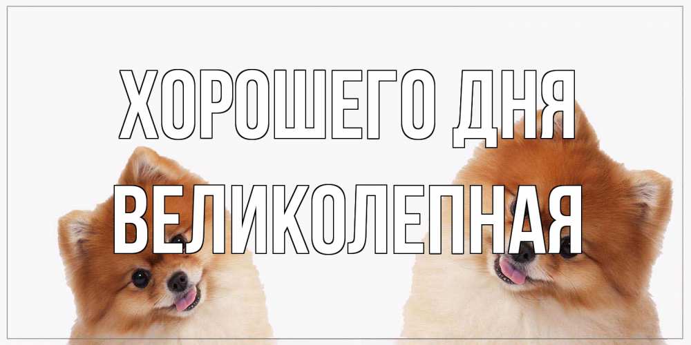 Открытка на каждый день с именем, великолепная Хорошего дня собачки желают прекрасного дня Прикольная открытка с пожеланием онлайн скачать бесплатно 