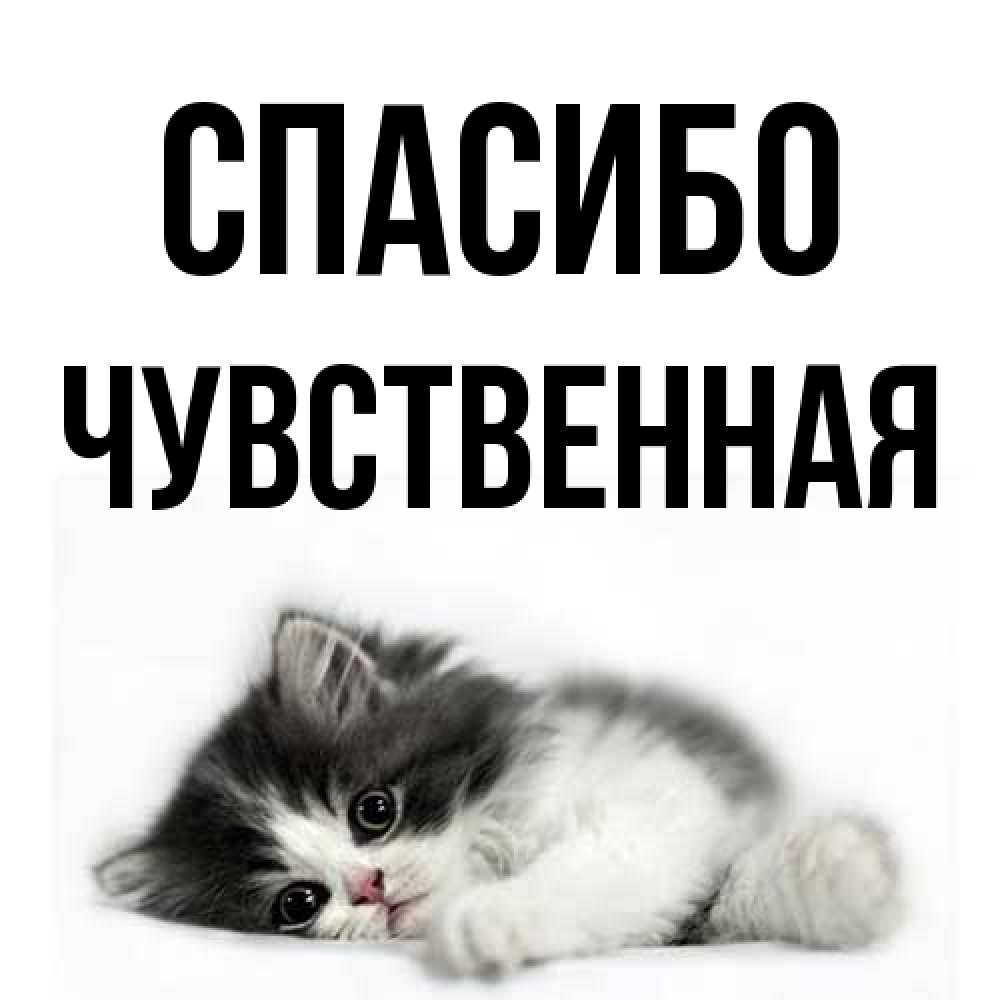 Открытка на каждый день с именем, Чувственная Спасибо черный и белый кот Прикольная открытка с пожеланием онлайн скачать бесплатно 