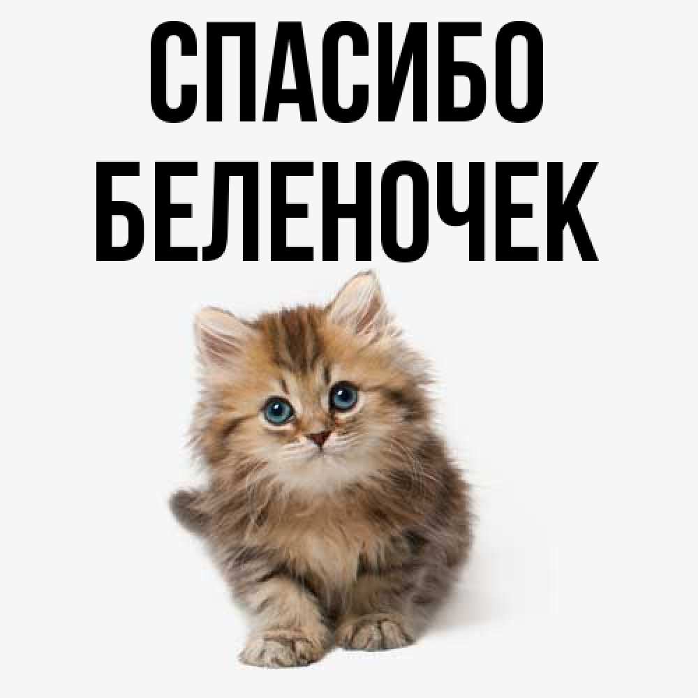 Открытка на каждый день с именем, Беленочек Спасибо пушистый котик Прикольная открытка с пожеланием онлайн скачать бесплатно 